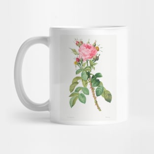 Rosa bifera macrocarpa also known as Lelieur's Four Seasons Rose from Les Roses (1817–1824) by Pierre-Joseph Redouté. Mug